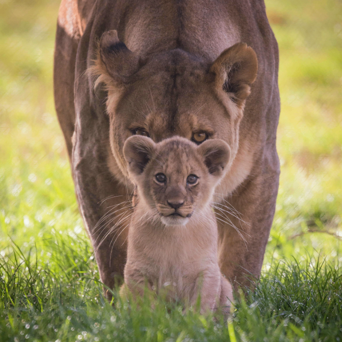 jvvllyy (steinology.lens) Lens social identity (.lens handle) PFP