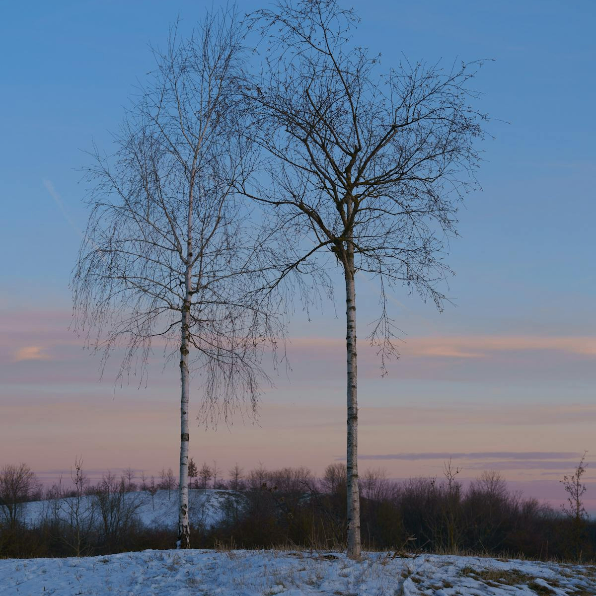 haodameng (wangmei.lens) Lens social identity (.lens handle) PFP