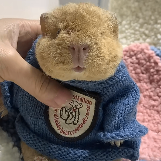 bartolo.lens Lens social identity (.lens handle) PFP