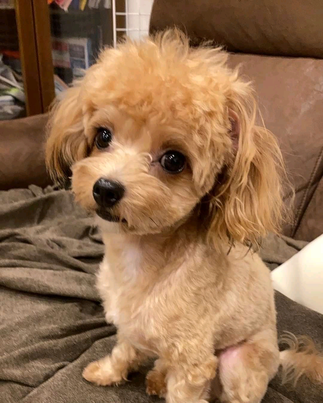 zarafeen (zarafeen.lens) Lens social identity (.lens handle) PFP